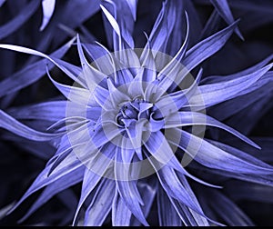 Decorative garden flower toned in blue color.