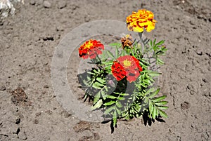 Decorative garden flowers photo