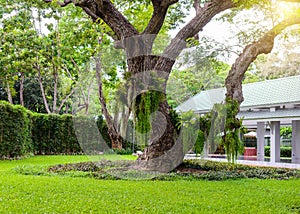 The decorative garden has large trees