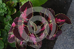 Decorative garden plant - Plectranthus scutellarioides. Family - Lamiaceae