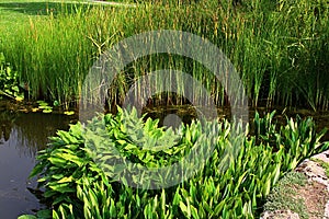 Decorative garden pond with some leafy water plants in forefront and dense bulrush, latin name Typha Latifolia, in background