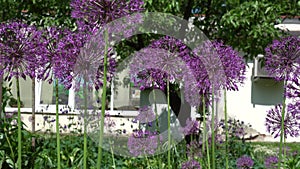 decorative garlic allium blooms move in wind and bees. Handheld shot