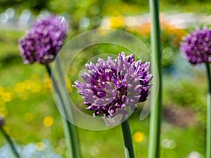 Decorative garlic blooming with a beautiful purple flower, spring summer mood