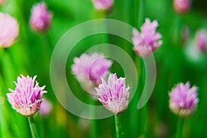 decorative garlic flowers on a green background