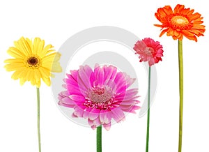 Decorative gerberas