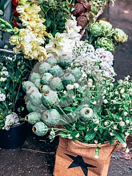 Decorative giant poppy heads in small florist shop