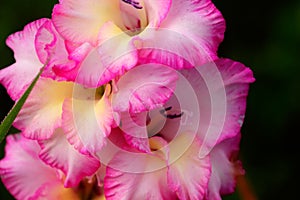 Decorative gladiolus. Cultivated flower.