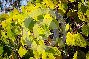 Decorative grapes on the fence