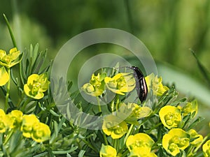 Decorative grass Euphorbia with yellow flowers and beetle.