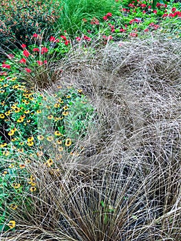 Decorative grass and flowers in a summer garden