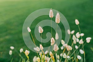 Decorative grass hare tail or lagurus in summer on a flower bed