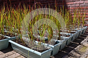 decorative grass Imperata Cylindrica Red Baron in plastic trays for seedlings. Ornamental grass is grown in pallets for