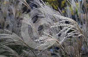 Decorative grasses in Autumn background blur with a few in focus on side foreground - room for copy