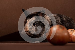 A decorative gray-brown rabbit hid behind a bow on a dark background