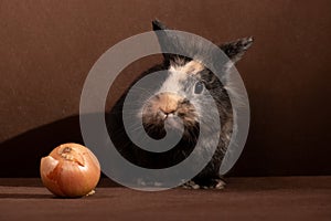 Decorative gray-brown rabbit and one head of onion vegetable