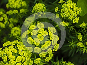 Decorative green flowers in the garden of a country cottage. The concept of development of the industry providing the cultivation