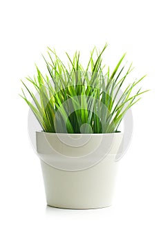 Decorative green grass in flower pot