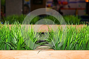 The decorative green grass grows in a pot