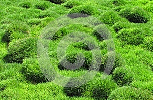 Decorative green grass, Zoysia tenuifolia photo