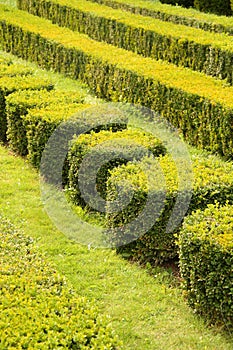 Decorative green hedges photo