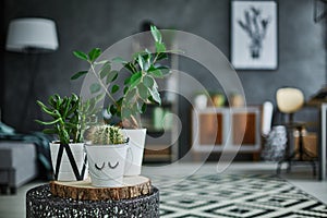 Decorative green houseplant in pot