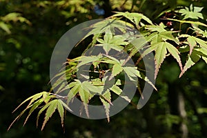 Decorative green leaves of Palmate maple, also called Japanese maple, latin name Acer Palmatum