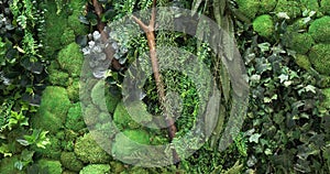 Decorative green moss and plants used as decoration of modern rooms, the texture of deer moss.