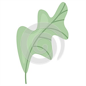 Decorative green oak leaf. Vector illustration icon in flat design. Abstract plant element for decoration composition