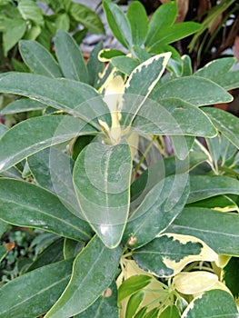 Decorative Green Plant with a few Yellow Leaves in Full Bloom