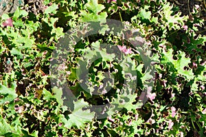 Decorative green tetragonia leaves in the garden photo