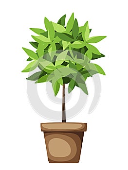 Decorative green tree. Houseplant in a pot. Vector illustration