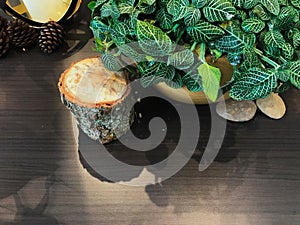 Decorative green-white leaves planted in a brown pot, and a tree log