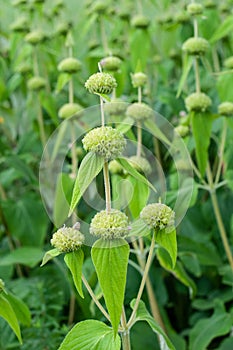 Decorative green whorls of wilted phlomis russeliana