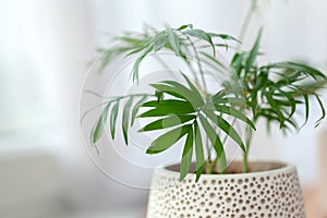 Decorative hamedorea or Areca palm in interior home. The concept of minimalism. Selective focus