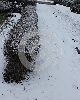 Decorative hedge without leaves in winter season