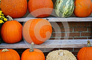 Decorative heirloom pumpkins and gourds in the fall