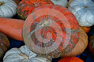 Decorative heirloom pumpkins and gourds in the fall