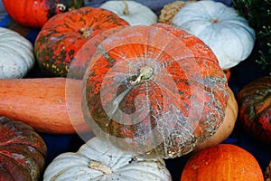 Decorative heirloom pumpkins and gourds in the fall