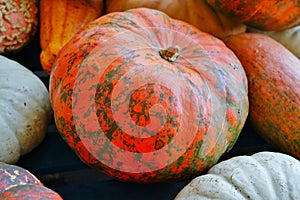 Decorative heirloom pumpkins and gourds in the fall