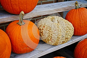 Decorative heirloom pumpkins and gourds in the fall