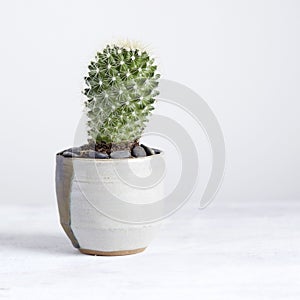 Decorative Home Cactus