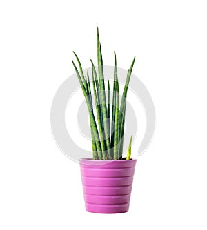 Decorative house plant