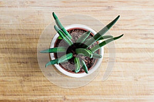 Decorative house plant - Sansevieria cylindrica, top view