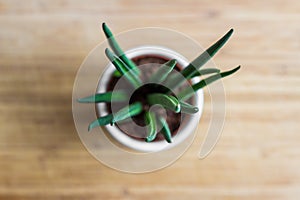 Decorative house plant - Sansevieria cylindrica, top view, shallow depth of field