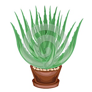 A decorative houseplant in a pot is depicted. Green leaves of aloe vera. Healing, used in medicine. A nice and unpretentious hobby