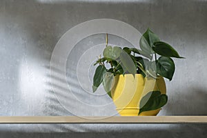 Decorative houseplant in a yellow pot on wooden shelf. Scandens plant. Bright accents in the interior, ornamental plant