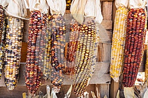 Decorative Indian Corn at Farmer\'s Market