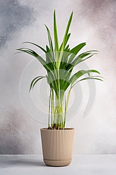 Decorative indoor plant Areca Palm (Dypsis lutescens