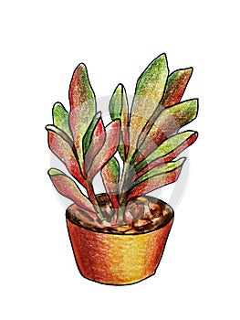 Decorative indoor suculent plant in the pot