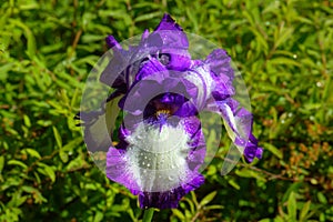 Decorative iris. Cultivated flower.